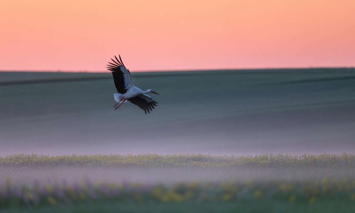 découvrez la signification spirituelle et symbolique de la morsure de cigogne, un phénomène mystérieux chargé de messages profonds.